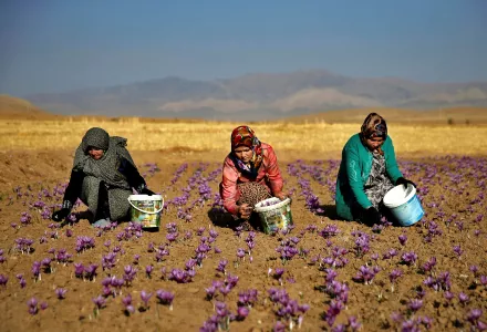 In this picture taken on Monday, Oct. 31, 2016, Iranian farm workers harvest saffron flowers just outside the city of Torbat Heydariyeh, southeastern Iran. 