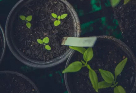 Plants in Pot 