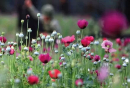 Opium Poppies