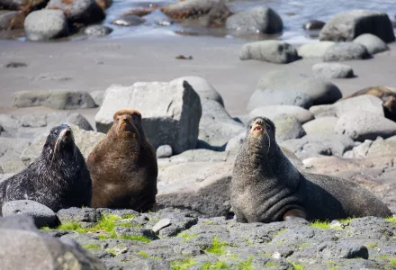 Three fur seals on the rocky shore of St. Paul, Alaska. 