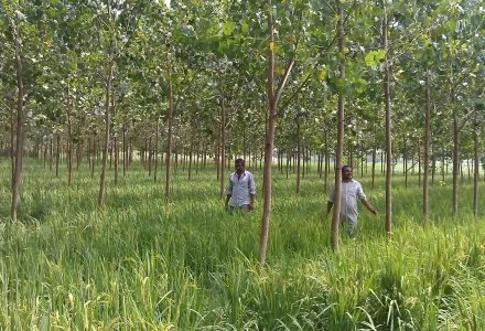 Farmers showing their paddy and poplar trees based agroforestry, Haryana, India