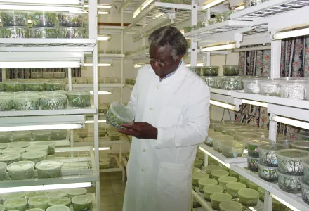 Calestous Juma observes tissue propagation of bananas at a genetic technology lab in Nairobi, Kenya. August 22, 2008.