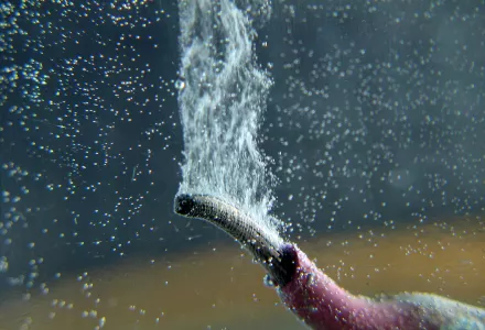 A photo of electrolysis in action. (Flickr: ca_heckler)