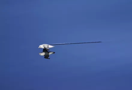 northern fulmar skims across water