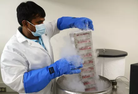 Researcher Dr. Ramachandran Prakasam pulls stem cells out of a nitrogen tank 