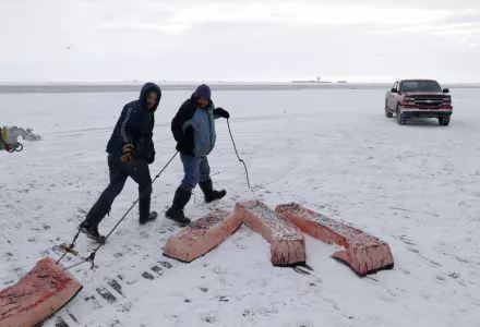 Men haul sections of whale skin and blubber as a bowhead whale is butchered