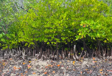 mangrove roots