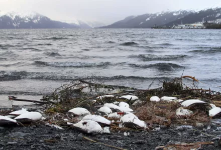 dead common murres lie washed up on a rocky beach