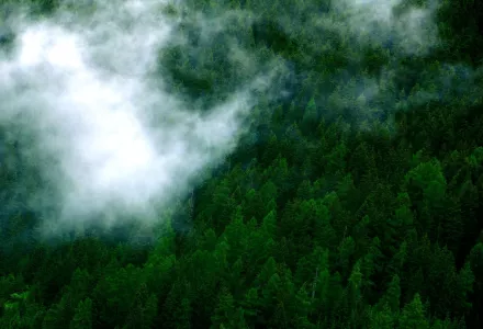 Clouds over forest