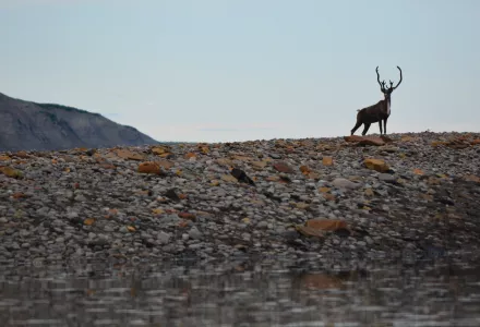 caribou