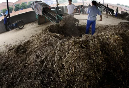 Workers shovel waste from a wheat farm into a prototype for a biomass machine