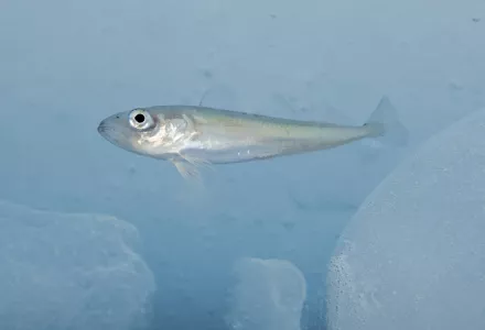 juvenile Arctic cod