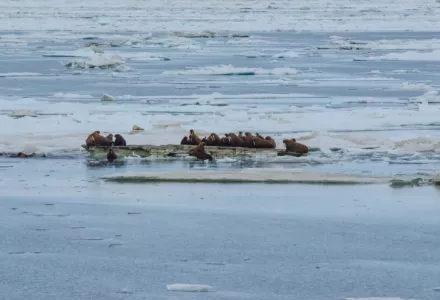 herd of walrus on ice floe