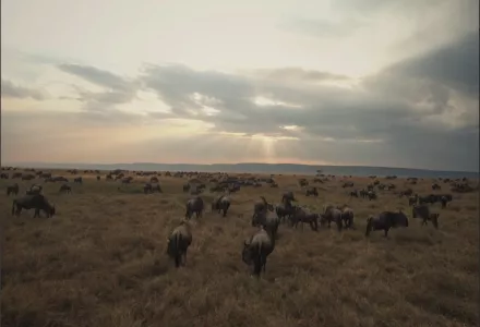 Wildebeests grazing.