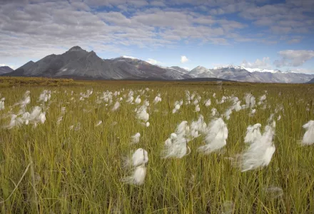 Arctic National Wildlife Refuge
