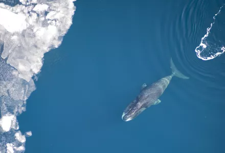 A bowhead whale swims through blue water toward ice.