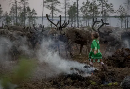 In this photo taken on Monday, July 11, 2016, Margarita Moltanova, 5, plays with reindeers in the family traditional reindeer herding camp in Russia's northern Yamal Region.