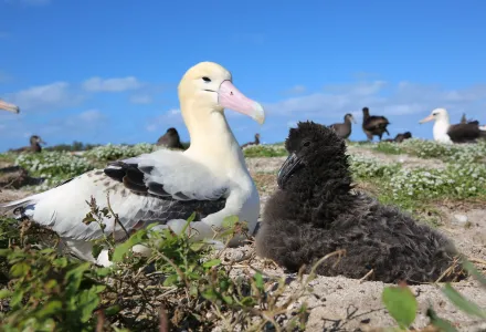 George, a short-tailed albatross (left), and his chick (right) at Midway Atoll National Wildlife Refuge. 