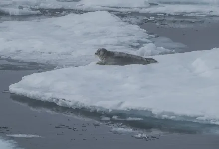 A bearded seal rests on sea ice, north of Svalbard.