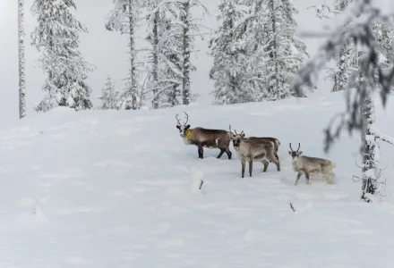 In this Wednesday, Nov. 27, 2019 photo, reindeer roam the forest close to a weather station near Kiruna, Sweden. 