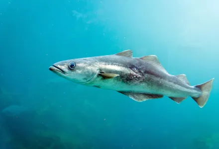 A cod fish swimming in blue water.