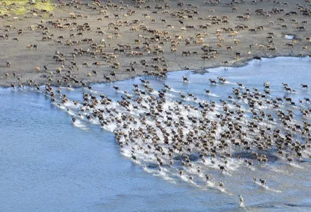 Members of the Western Arctic Caribou herd cross the Kukpuk River as the herd slowly starts their migration towards the Brooks Range in early July. Western Arctic, Alaska. (c) Florian Schulz