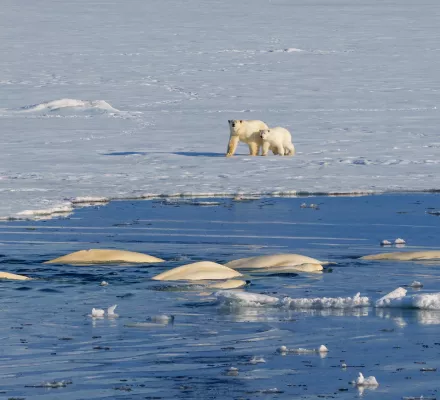 Two polar bears watch a pod of beluga.